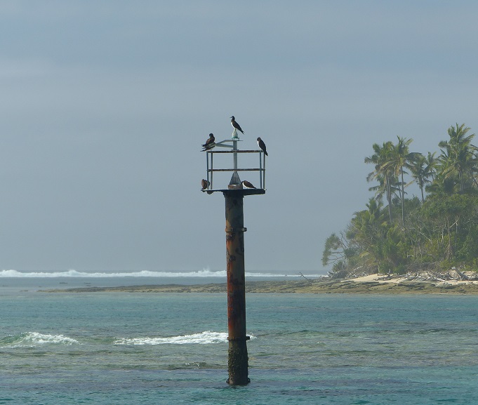 Brown boobies on a reef marker west of Tatafa Island